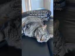 THIS is what your cat thinks of you
