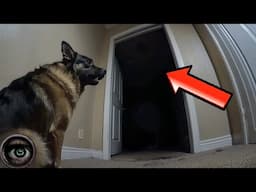 Creepy Paranormal Videos Where Animals Detect What We Cannot See