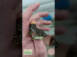Gold Nugget Pleco
