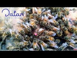The Truth Behind Dalan's Vaccine - Live Chat
