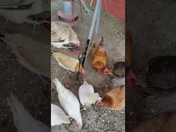 Las #gallinas 🐔 se lo pasan pipa comiendo #pipas 😂😂