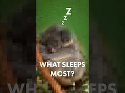 This is nature’s sleepiest animal 💤