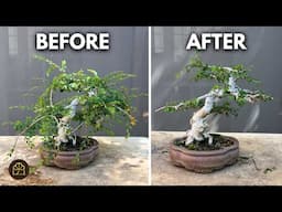 How to Make Your Chinese Elm Bonsai Look OLDER