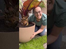 We received this huge box with a new pot, bf had this vision for a video and this is the result! 😅
