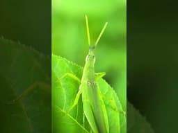 Macro photography grasshopper looking for nearly