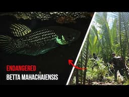 Betta Mahachaiensis - First Ever Underwater Look at the Endangered Species in the Wild!