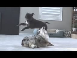 Your Daily Dose of Staffordshire bull Terrier Insane Play Session! Episode 1