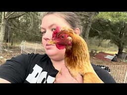 Chicken Stakeout & Garden Check-In | Who’s Laying What? 3/24/25
