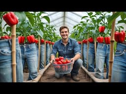 My neighbors were shocked: I only used a few pairs of jeans and harvested twice as many peppers!