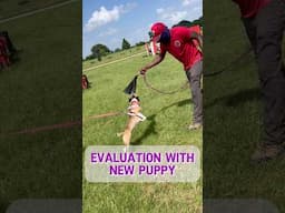 Puppy Evaluation For Bitework