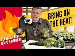 Beat the Heat: Tough Annuals for Heat & Drought