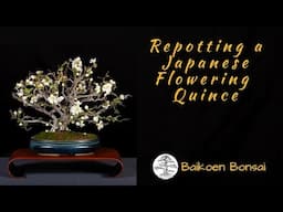 Repotting a Japanese Flowering Quince Bonsai - Tom Lau - Baikoen Bonsai Club