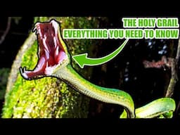 Emerald Tree Boas - Keeping, Breeding Notes with Kevin McCurley