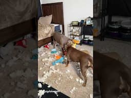 Clean, restock and organize my dogs bedroom.🧹🧺 #cleaning #clean #asmr #satisfying #doglife #viral