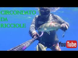 pescasub | CIRCONDATO  DA RICCIOLE  all'improvviso - Fishing in Italy