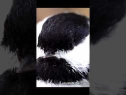 Have you ever seen a bird blinking its eyes this much?#birds #cuddlychickadee #cutebirds