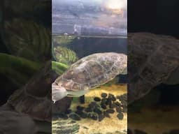 MACLEAY RIVER TURTLE IS GROWING UP (SHORTS)