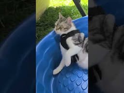 Neko takes over the Kiddie Pool and makes it a Kitty Pool;) #cats #cat #swimmingpool