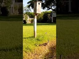 Jump Day, One Day Old Wood Ducks Take a Leap of Faith