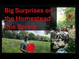 SURPRISES in the Orchards, Raised Beds, Cattle, and Goats, What A Spring!