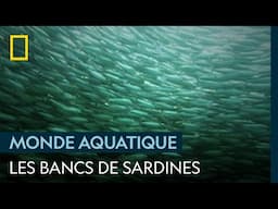 La force du nombre chez les sardines