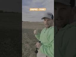 Sandhill Crane Migration! #cranespotting  #sandhillcranes #birdwatching #birdmigration