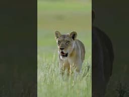 Huge Female Lion in The Kgalagadi #kgalagadi #southafrica #naturelovers #lion