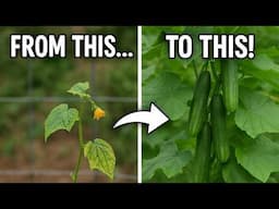 Why Your Cucumbers Aren't Producing & How To Turn It Around