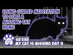 Using Guided Meditation To Lure A Missing Cat Home - Day 9 - Lucky Ferals S8 E98 Cat Vlog