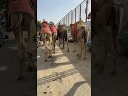Traffic jam in Egypt 🐪🇪🇬