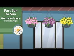 Plant Sun Requirements: Defined