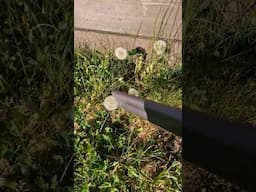 The best way to get rid of garden dandelions #gardeningtips #lifehacks #youtubeshorts