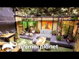 Coolest Custom Made Animal Cribs! | Animal Cribs | Animal Planet