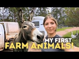 My First Farm Animals... Here's What I Chose!