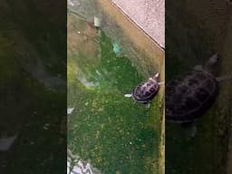 Turtle World | Animals | Nature