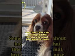 Have you ever thought of this? #vibing #wildanimal #dogs