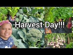 Harvesting Broccoli, Swiss Chard, Turnips, and Oregano | Spring Garden Harvest - May 31, 2025