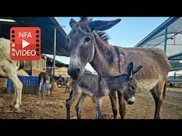 100 rescued donkeys have one chance to live safe, happy lives.