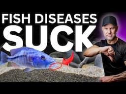 DISASTER Strikes With These Three Aquarium DIseases