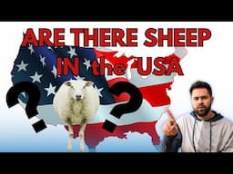 What's REALLY Going on with Sheep in the United States?