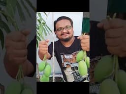 How to grow mango tree from seed & grafting in Pot #containergardening #terracegardening #mango