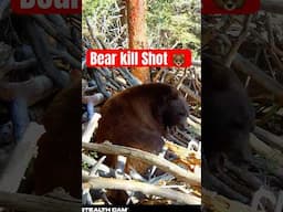 Giant Black Bear Kill Shot - 2 Camera Angles 🐻