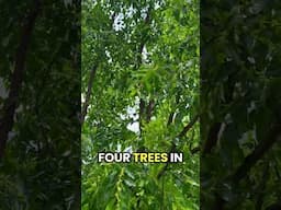 Jujube trees flowering #garden #shorts