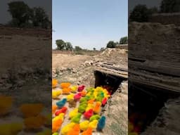 Komodo dragon se dar kar colourful chicks surang me ja rahe hai