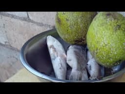 Roasting Breadfruit With Curry Coconut Fish. Live!