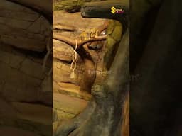 "ഏറ്റവും Expensive ആയിട്ടുള്ള Monkey"