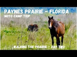Paynes Prairie Day 2 - Moto Camp and Hiking