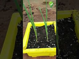 How to Grow Garlic at Home  #plants #shorts #farming