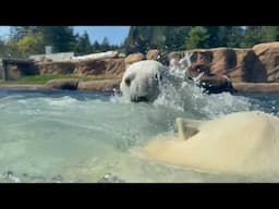 Polar Bear Sisters Have A Wrestling Match In The Water