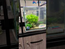 Very #satisfying #maintenancemonday for you this week 😍🧽🤩 #ntlabs #aquascape